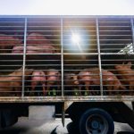 Mega pig farms: the threat that puts water at risk in Yucatán