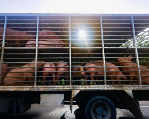 Mega pig farms: the threat that puts water at risk in Yucatán