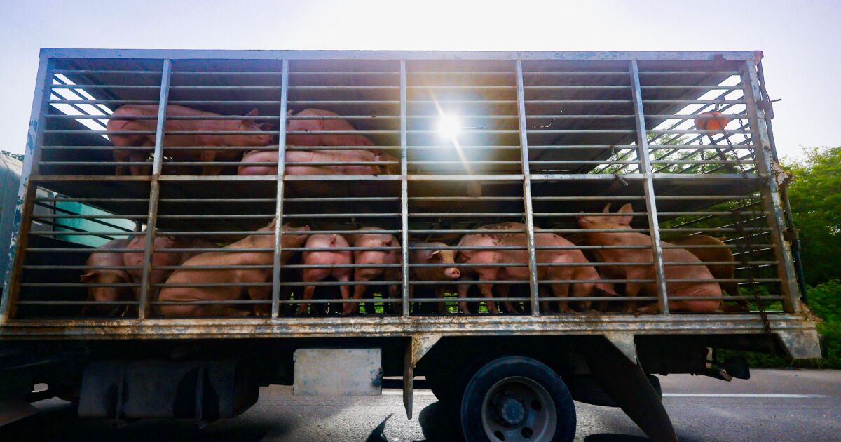 Mega pig farms: the threat that puts water at risk in Yucatán