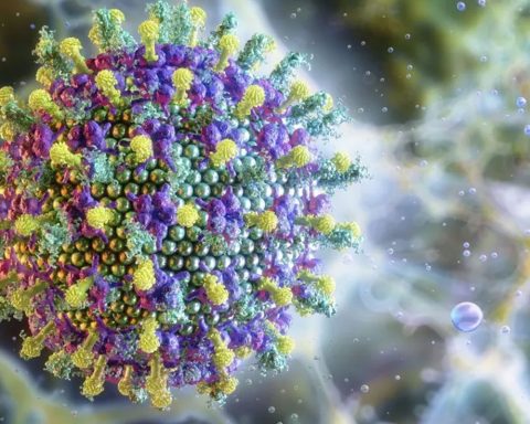 Ministry of Health says Nipah virus does not threaten Brazil