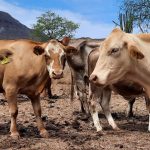 New agreement to stop the screwworm in Tamaulipas and Veracruz