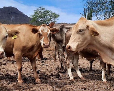 New agreement to stop the screwworm in Tamaulipas and Veracruz