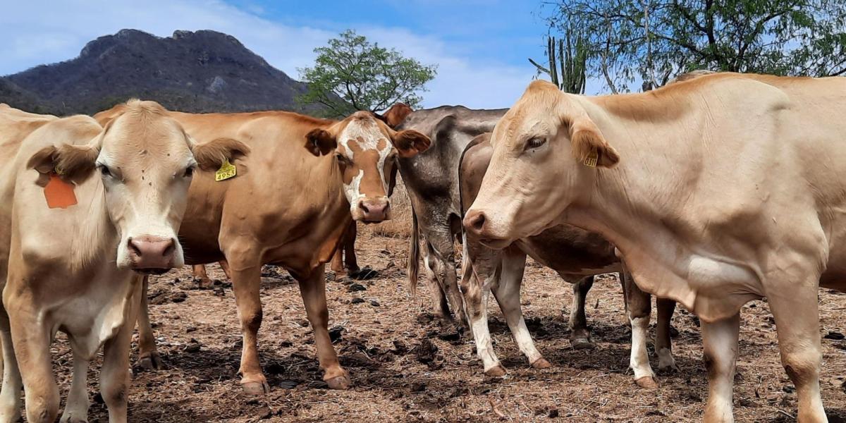 New agreement to stop the screwworm in Tamaulipas and Veracruz