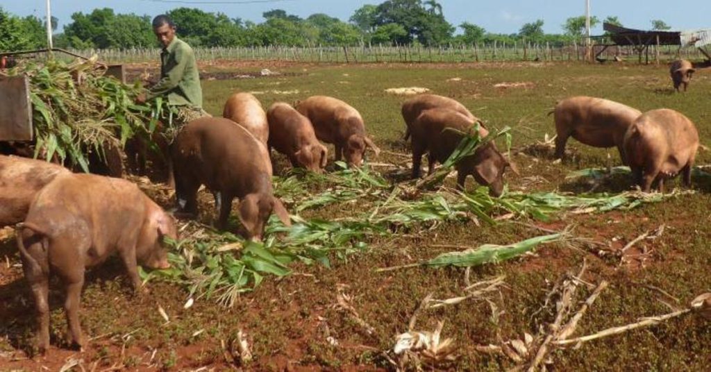Private companies save pork production in Cuba