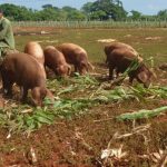 Private companies save pork production in Cuba