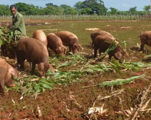 Private companies save pork production in Cuba
