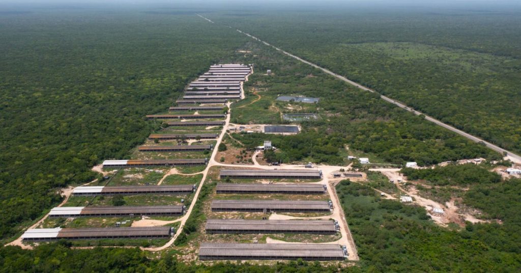 Profepa tries to stop environmental impacts of pig farms in Yucatan