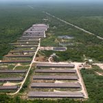 Profepa tries to stop environmental impacts of pig farms in Yucatan
