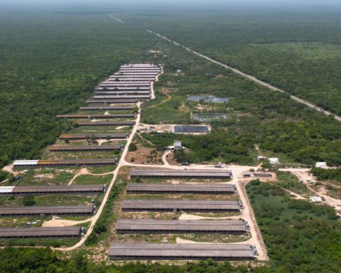 Profepa tries to stop environmental impacts of pig farms in Yucatan