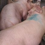 Profepa tries to stop environmental impacts of pig farms in Yucatan