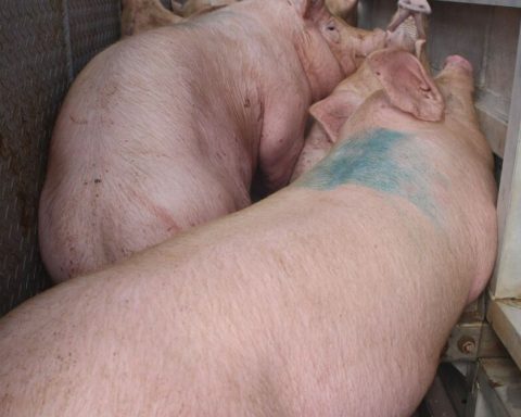 Profepa tries to stop environmental impacts of pig farms in Yucatan