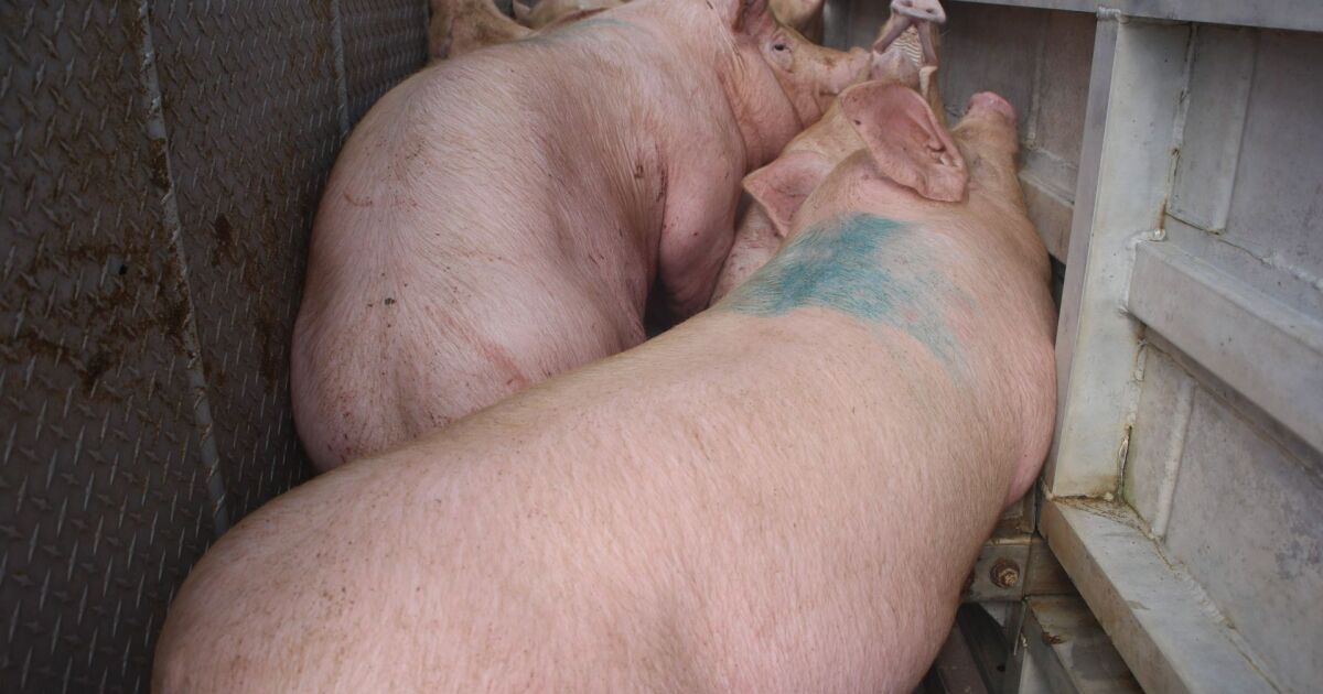 Profepa tries to stop environmental impacts of pig farms in Yucatan