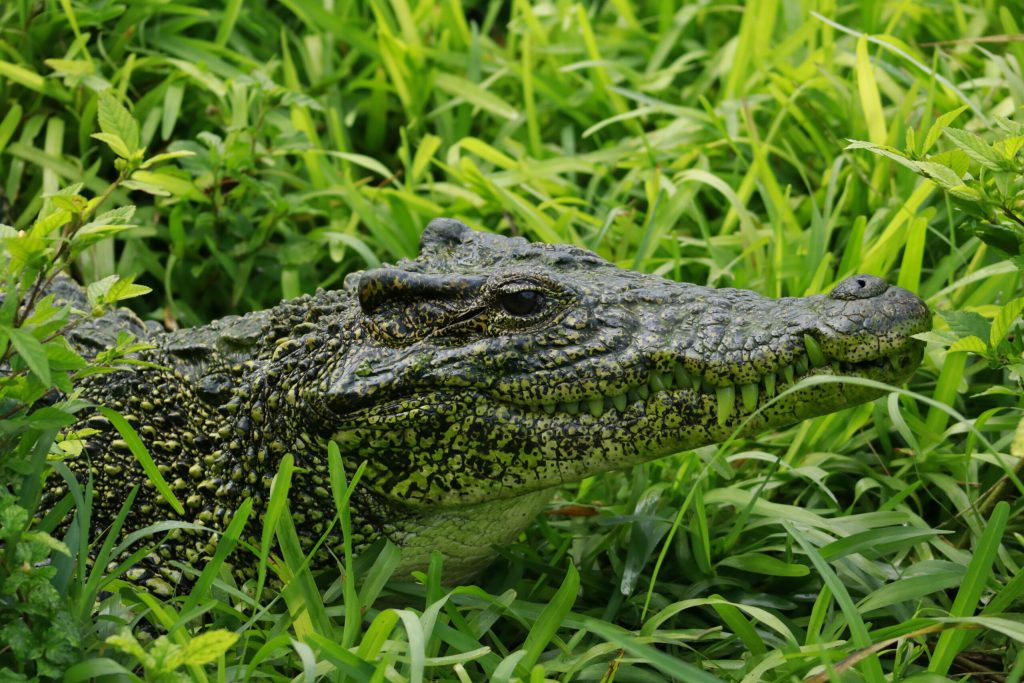 See you soon, crocodile