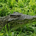 See you soon, crocodile