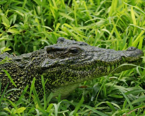 See you soon, crocodile