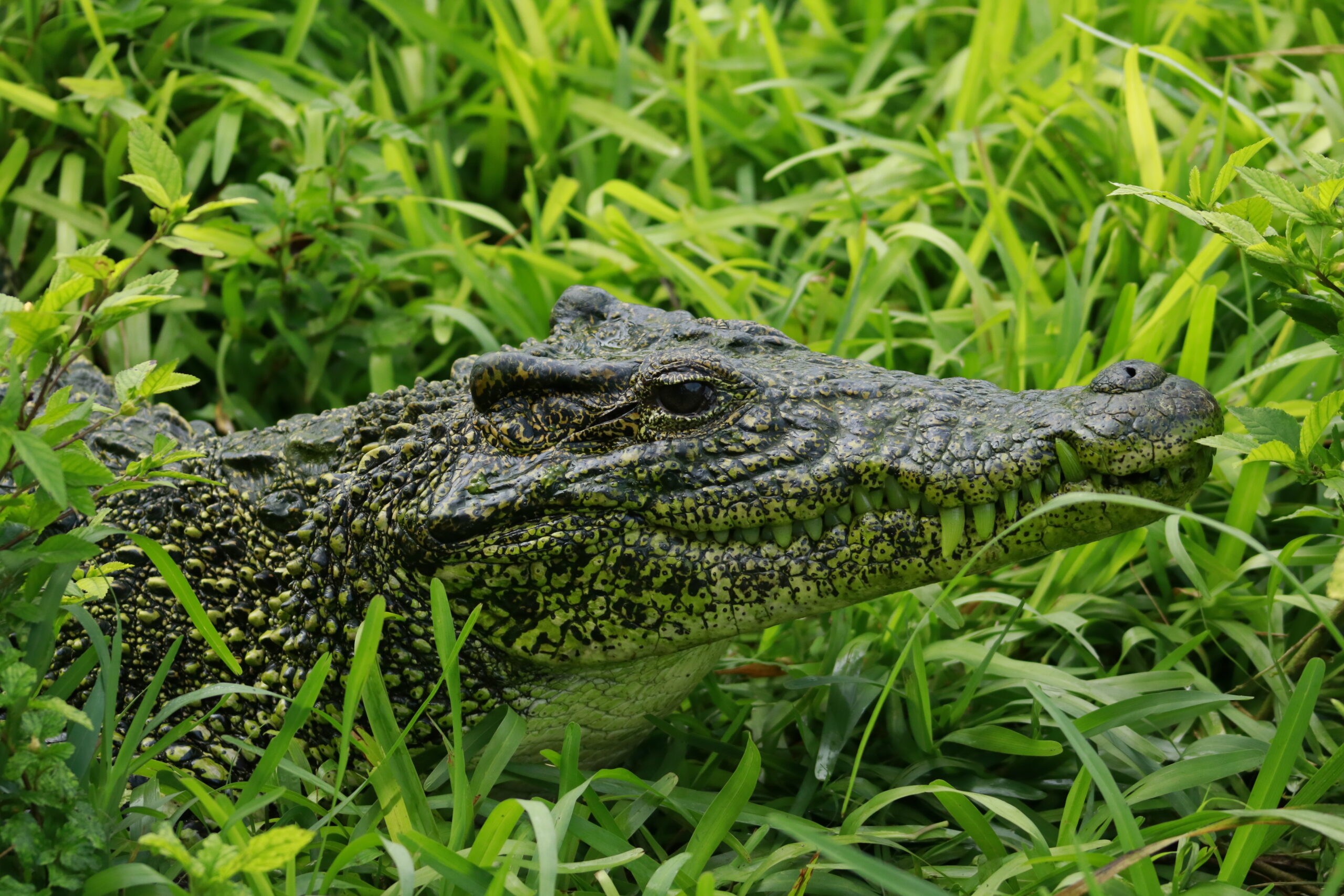 See you soon, crocodile