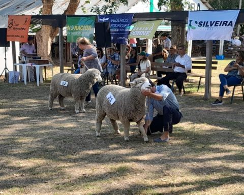 Sheep Expo 2026