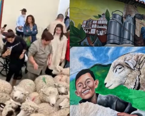 El municipio colombiano que hace un desfile con ovejas: conozca por qué se realiza esta fiesta campesina con más de 10 años de tradición