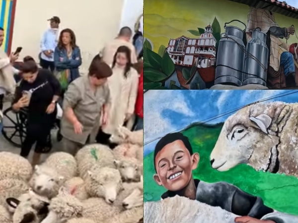 El municipio colombiano que hace un desfile con ovejas: conozca por qué se realiza esta fiesta campesina con más de 10 años de tradición