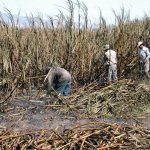 Zafra azucarera en Cuba. Foto: Maite Corsín / Archivo.
