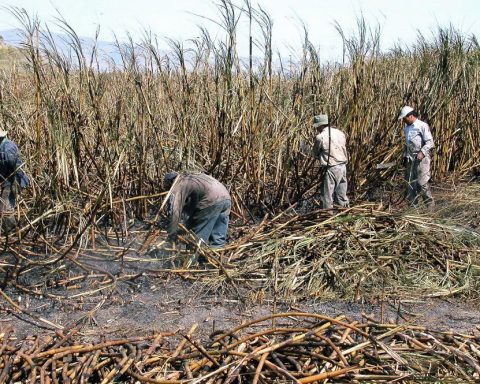 Zafra azucarera en Cuba. Foto: Maite Corsín / Archivo.