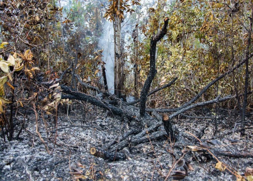 The year starts with three forest fires and more than 26 hectares affected in Cuba