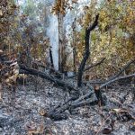 The year starts with three forest fires and more than 26 hectares affected in Cuba