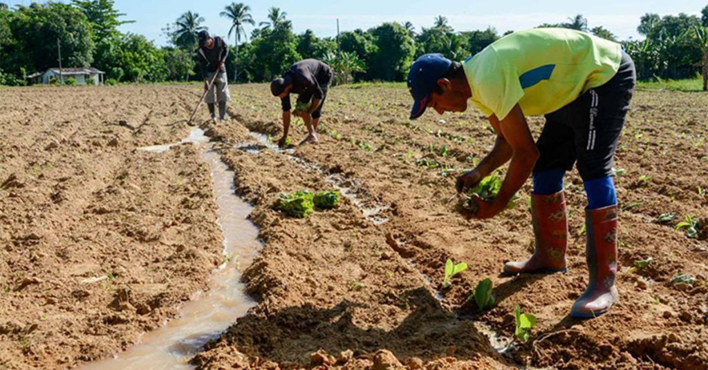 They will extend the planting of tobacco to try to reach the goal of 20,000 hectares