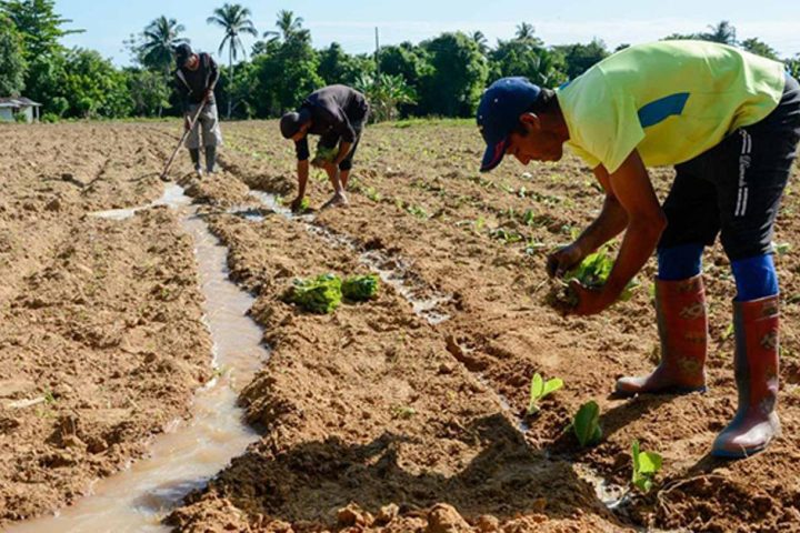 They will extend the planting of tobacco to try to reach the goal of 20,000 hectares