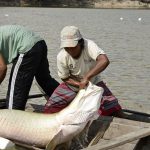 Unprecedented genome research protects Amazon fish species