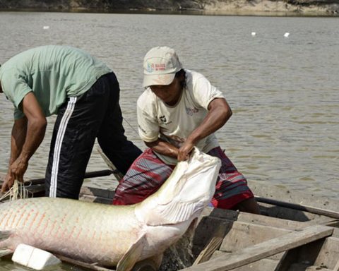 Unprecedented genome research protects Amazon fish species