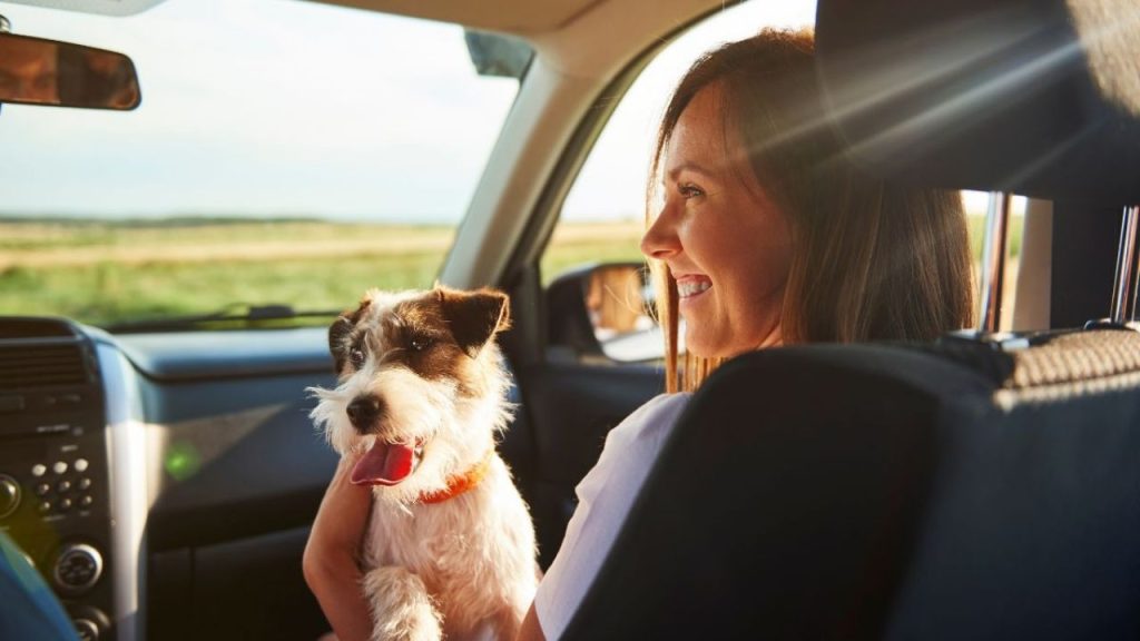 Vacations in Chile: what documents do you need to be able to enter with your pet