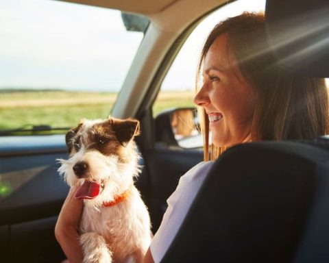 Vacations in Chile: what documents do you need to be able to enter with your pet