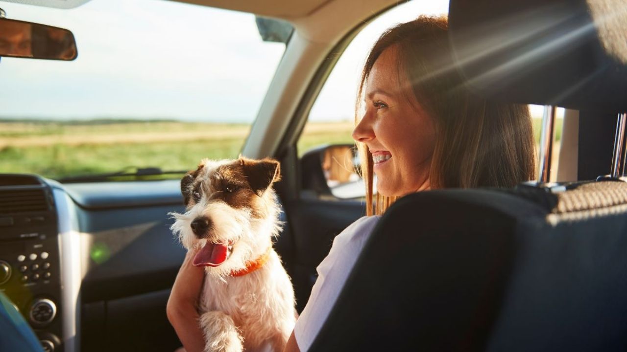 Vacations in Chile: what documents do you need to be able to enter with your pet