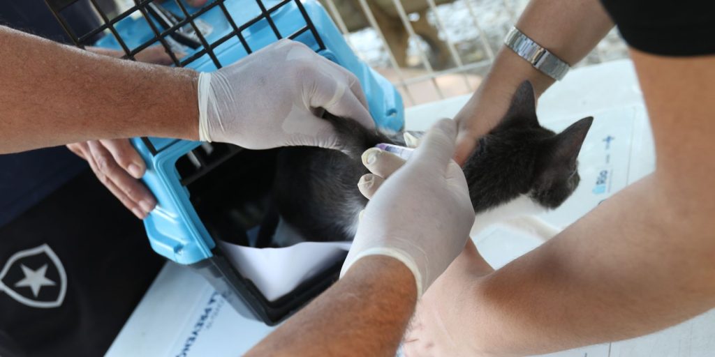 Veterinary Council warns of disease affecting cats