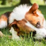 Why does my dog ​​eat grass? Experts respond