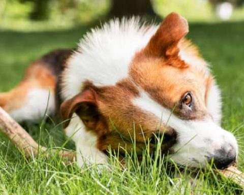 Why does my dog ​​eat grass? Experts respond