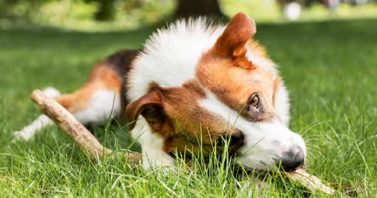 Why does my dog ​​eat grass? Experts respond