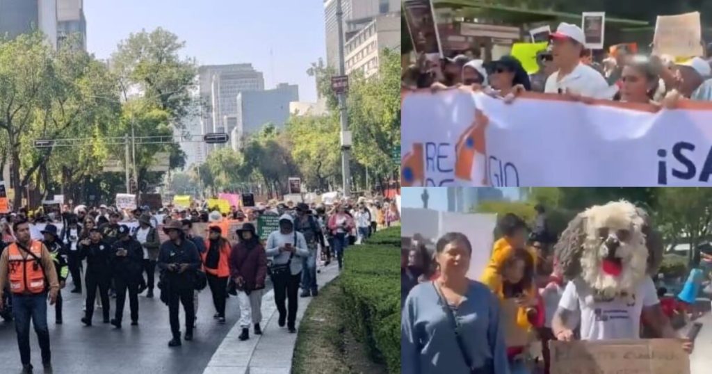 "It was not rescue, it was dispossession"animal activists claim in CDMX