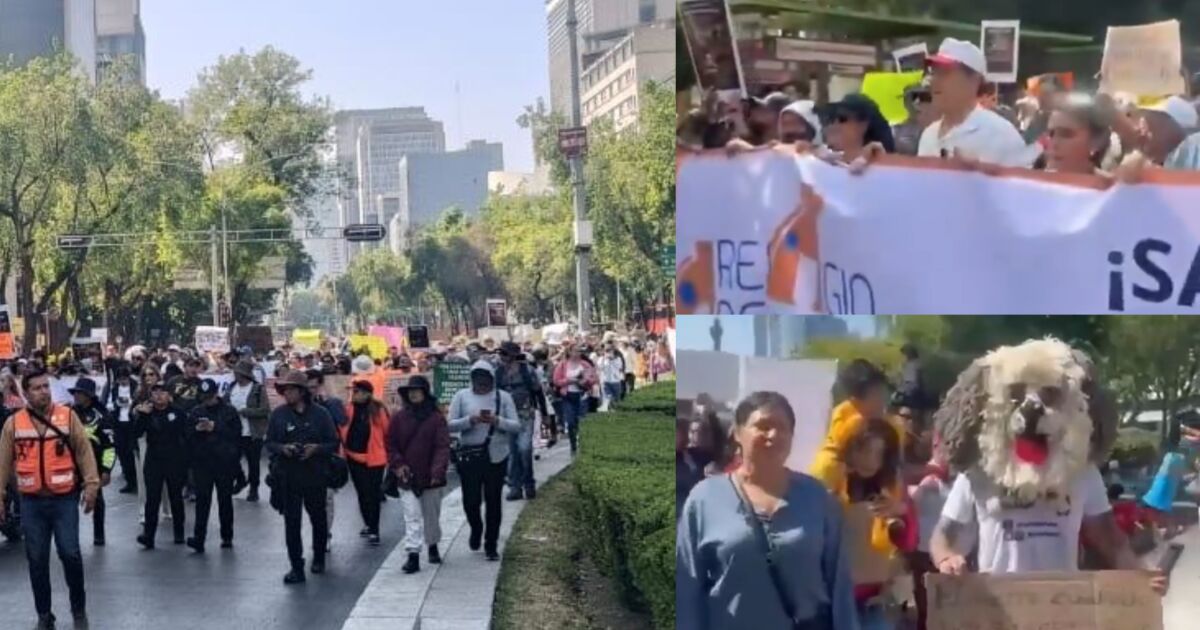 "It was not rescue, it was dispossession"animal activists claim in CDMX