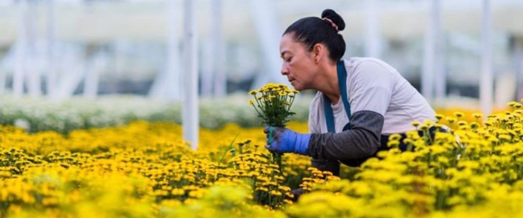 Flores colombianas San Valentín