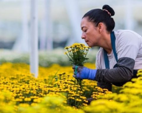 Flores colombianas San Valentín