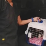 A woman is charged with animal abuse in the case of missing felines