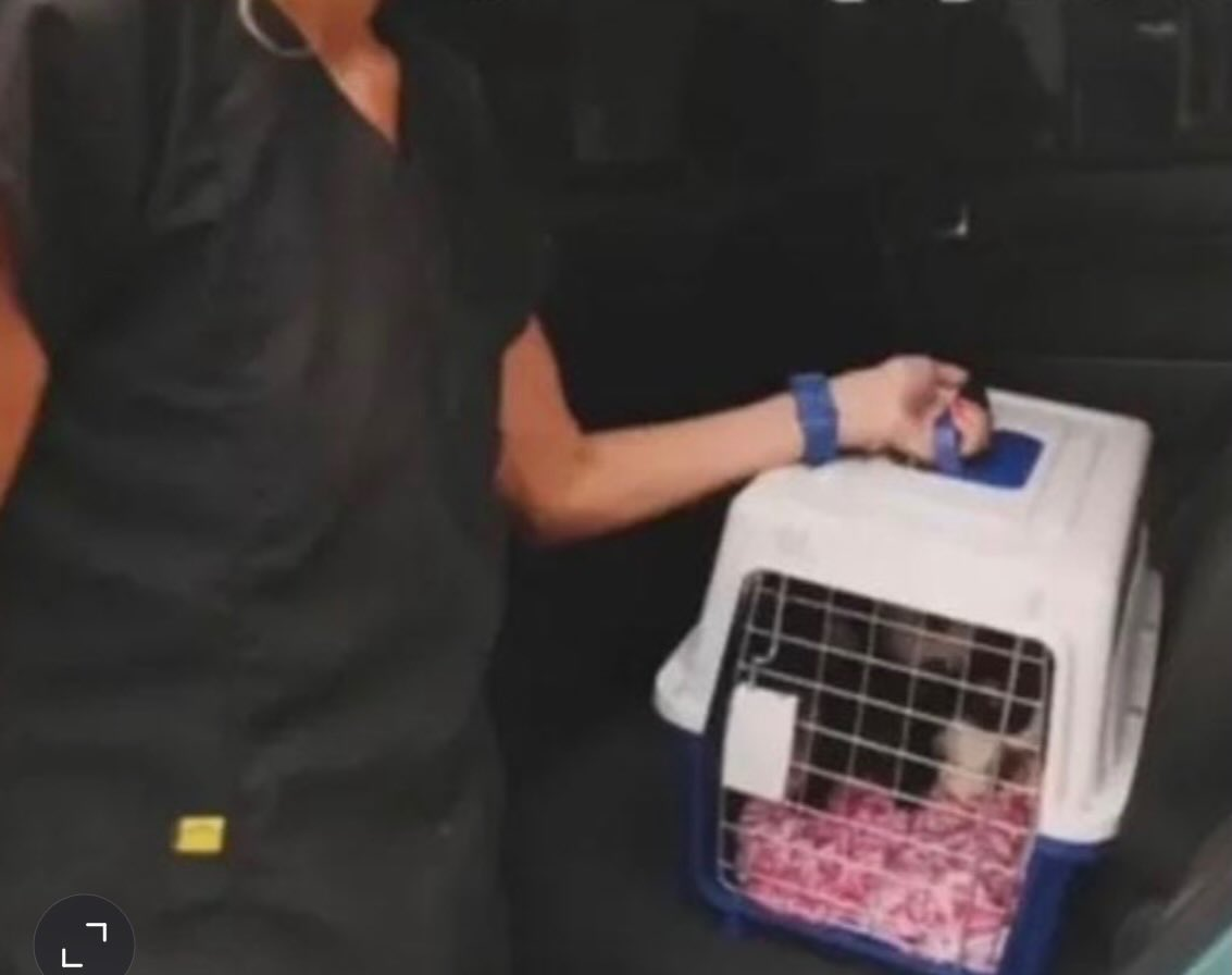 A woman is charged with animal abuse in the case of missing felines