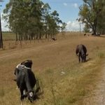 Announcement of MGAP measures due to water deficit