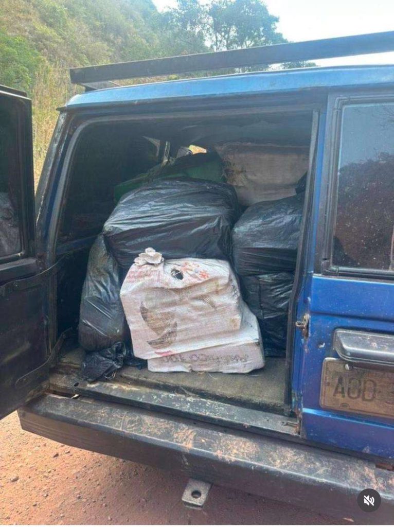 Cicpc seized half a ton of drugs in Táchira