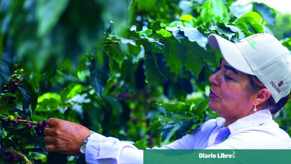 "Coffee growing": the program that doubles coffee harvests