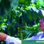 "Coffee growing": the program that doubles coffee harvests