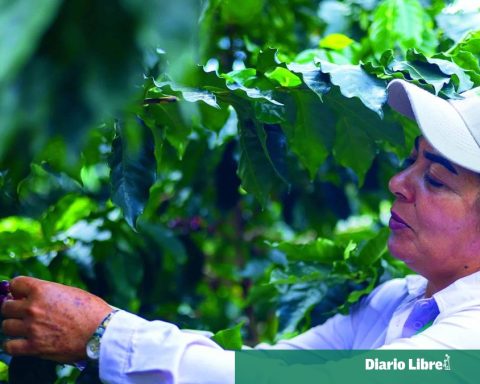 "Coffee growing": the program that doubles coffee harvests