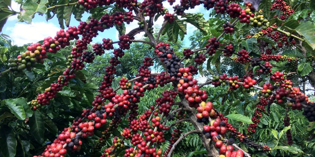 Conab predicts record coffee harvest with growth of 17.1% in 2026